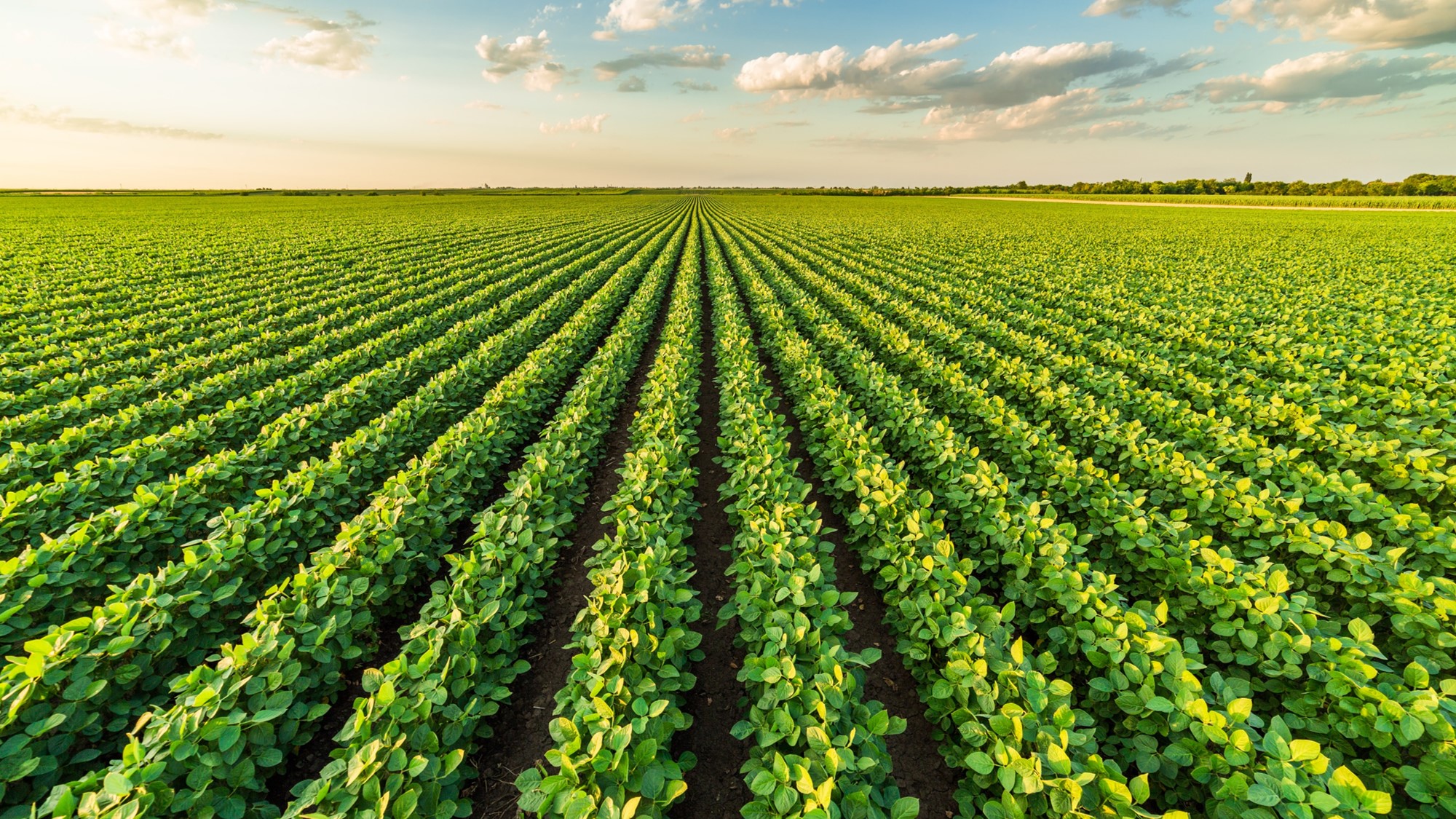 FMC participa do Dia de Campo C.Vale com tecnologias sustentáveis para soja e milho 